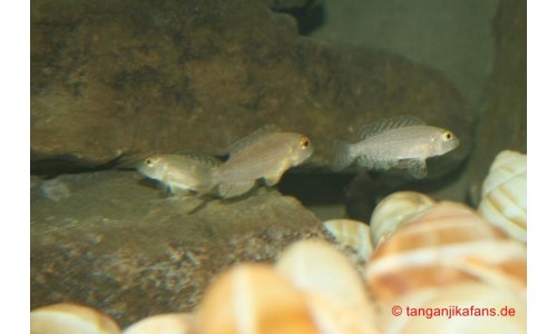Lamprologus callipterus